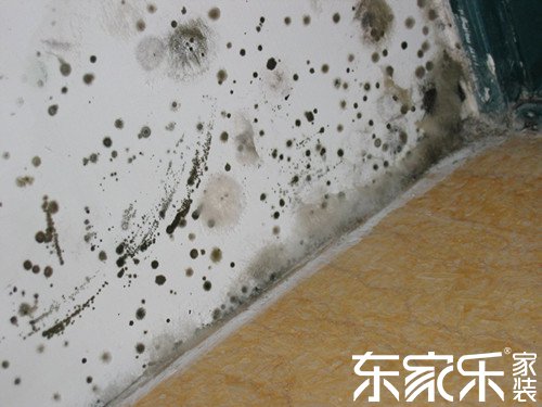 墻面為什么發(fā)霉？